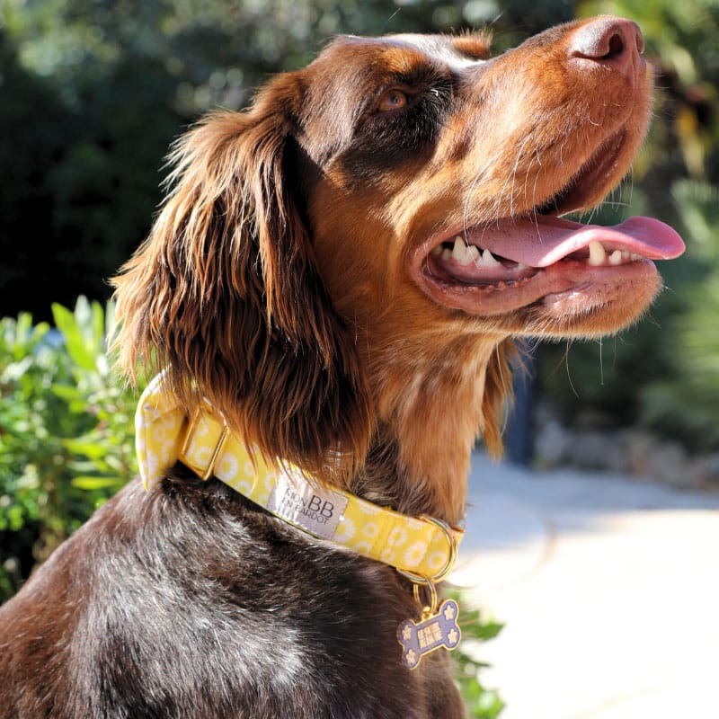 Collier Chien Marguerites