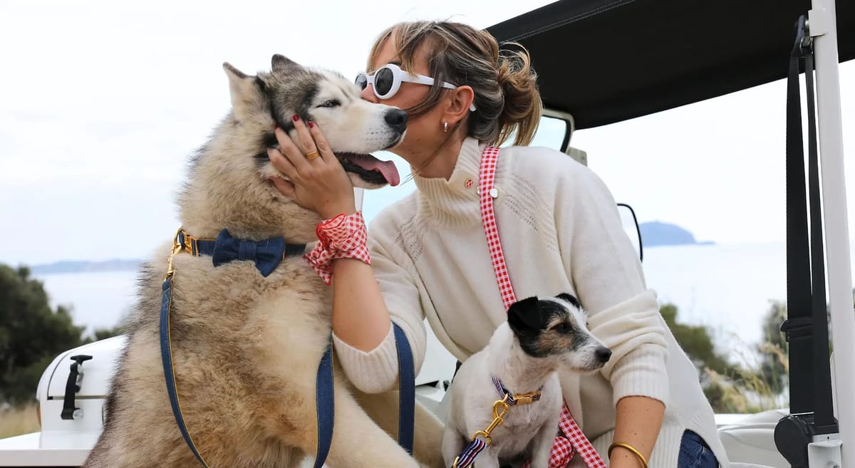 Colliers pour chien : 10 questions que tout propriétaire s'est déjà posées (et leurs réponses)