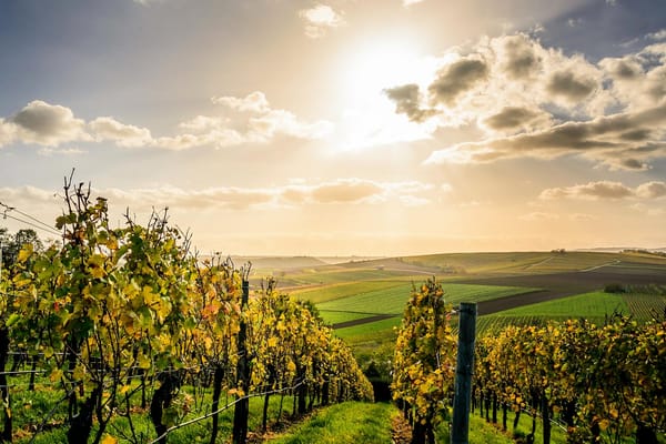 Colline avec un Vignoble